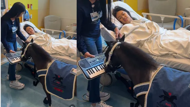 Θεραπευτικά άλογα «δουλεύουν» για παιδιά μέσα σε νοσοκομείο (video)