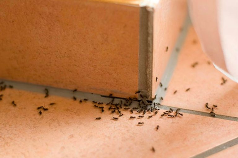 Φυλακίστηκαν δύο Βέλγοι για… λαθρεμπόριο μυρμηγκιών!