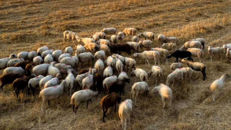 Κώστας Τσιάρας: Επιπλέον 10 εκατ. ευρώ στις Περιφέρειες για αποζημιώσεις λόγω ευλογιάς