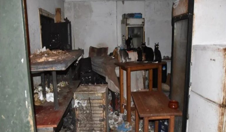 Δονούσα: Πρωτοφανές πρόστιμο 1,7 εκατ. ευρώ σε 63χρονο για βασανισμό 58 γατών