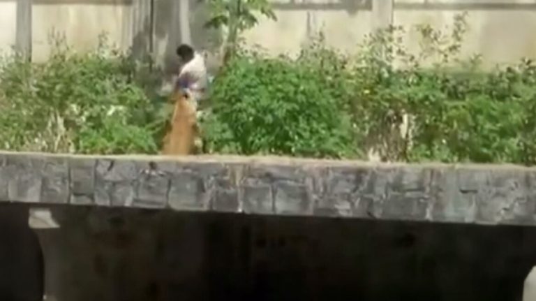 Τραγωδία σε ζωολογικό κήπο στη Βραζιλία: 19χρονος μπήκε σε κλουβί με λιοντάρια και τον κατασπάραξαν (video)