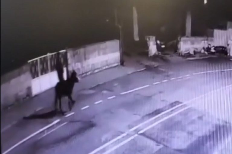 Ληστής κοσμηματοπωλείου προσπάθησε να διαφύγει καβάλα σε ένα… γαϊδουράκι (video)