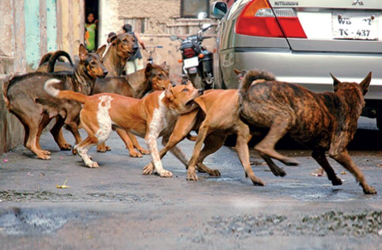 Λιτόχωρο: Άγρια επίθεση από αγέλη σκύλων – 61χρονη τουρίστρια στη ΜΕΘ