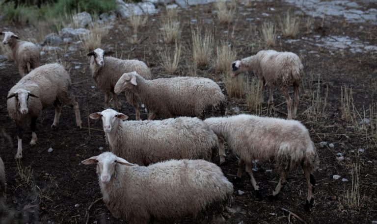 Αφθώδης πυρετός: Στα 48 ανέρχονται τα επιβεβαιωμένα κρούσματα στη Λέσβο