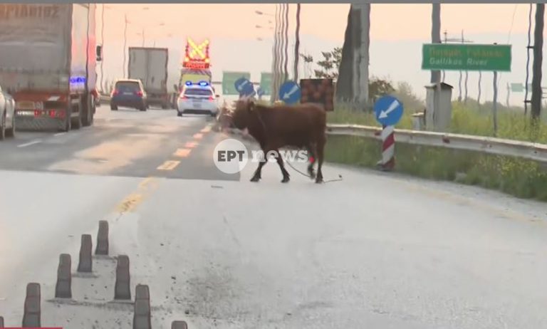 Θεσσαλονίκη: Κυκλοφοριακό «έμφραγμα» λόγω… αγελάδας! (VIDEO)