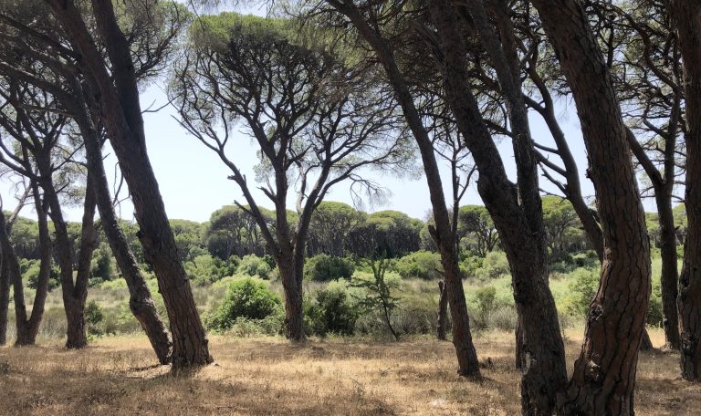 Θρίλερ στην Αχαΐα: Εργάτες εντόπισαν ανθρώπινα οστά στο δάσος της Στροφυλιάς