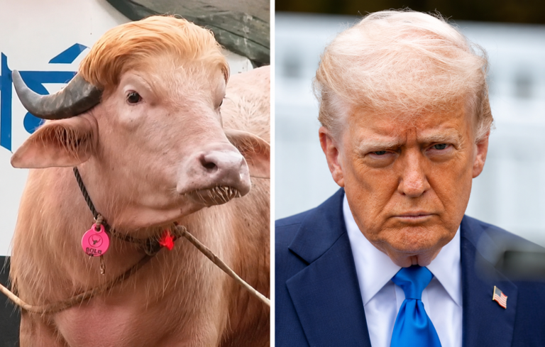 Trump ή βουβάλι; Το viral βίντεο που “τρέλανε” το internet (VIDEO)