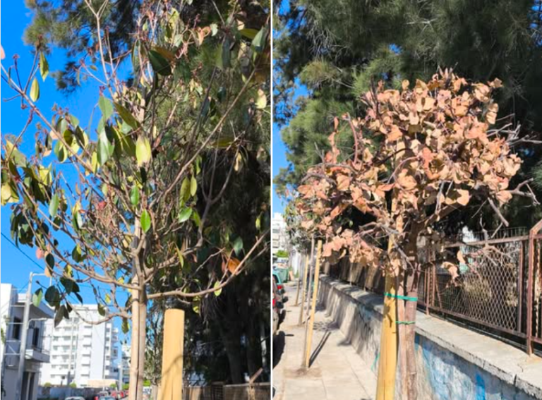 Διαφήμισε ο Δήμος Πειραιά τα δέντρα που φύτεψε αλλά… ξέχασε να τα ποτίσει!