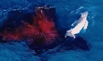 Αυστραλία: Χειριστής drone κατέγραψε τη γέννηση μιας φάλαινας – Είναι ο πρώτος παγκοσμίως που το καταφέρνει (video)