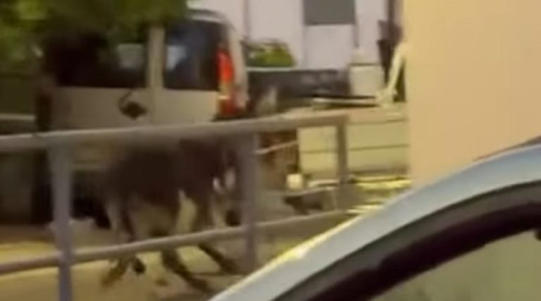 Σάλος από βίντεο στη Ρόδο με δύο γαϊδουράκια δεμένα πίσω από αγροτικό (video)