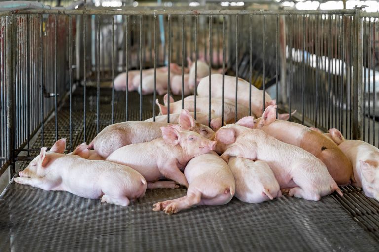 Σερβία: Ξεκινά η θανάτωση 11.000 χοίρων στη Βοϊβοντίνα – Κρούσματα αφρικανικής πανώλης