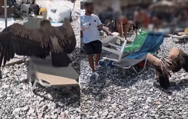 Γύπας σε ξαπλώστρα στην Κρήτη: Το πιο τρελό καλοκαιρινό viral που κανείς δεν περίμενε – Δείτε το βίντεο