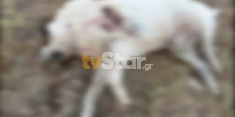 Ιδιοκτήτης σκύλου δίνει αμοιβή 3.000 ευρώ για να μάθει ποιος πυροβόλησε το ζώο (video)