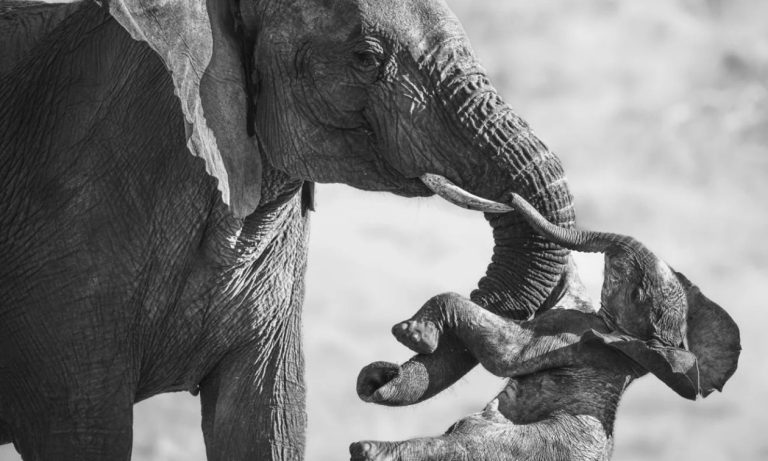 «The Aftermath»: Η σπαρακτική εικόνα που κέρδισε το Wildlife Photographer of the Year (PHOTO)