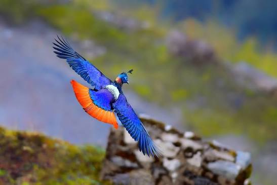 Γιατί ένα από τα ομορφότερα πουλιά του κόσμου αλλάζει τη φωνή του;