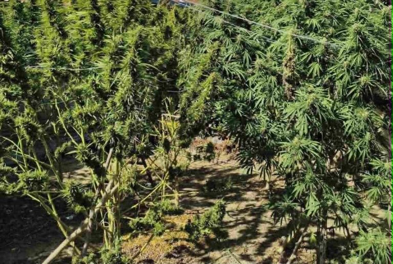 Ημαθία: Μποστάνι με… χασισόδεντρα στην αυλή σπιτιού